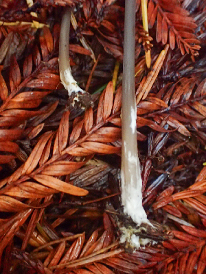  ( - HAY-F-002301)  @11 [ ] by-nc (2023) Dean Lyons Fungal Diversity Survey