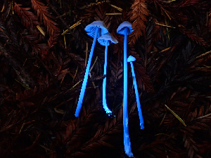  ( - HAY-F-002301)  @11 [ ] by-nc (2023) Dean Lyons Fungal Diversity Survey
