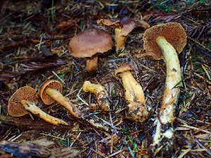  (Cortinarius viridiflavus - HAY-F-002302)  @11 [ ] by-nc (2023) Dean Lyons Fungal Diversity Survey