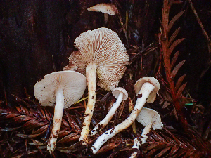  ( - HAY-F-002304)  @11 [ ] by-nc (2023) Dean Lyons Fungal Diversity Survey
