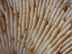  ( - HAY-F-002304)  @11 [ ] by-nc (2023) Dean Lyons Fungal Diversity Survey