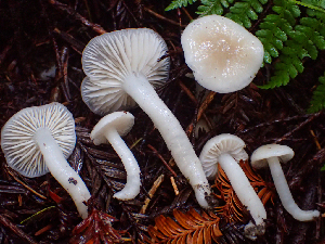  (Hygrophorus subaromaticus - HAY-F-002303)  @11 [ ] by-nc (2023) Dean Lyons Fungal Diversity Survey
