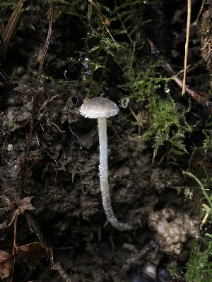  (Rhizomarasmius sp. undatus-PNW01 - HAY-F-002306)  @11 [ ] by-nc (2023) Dean Lyons Fungal Diversity Survey