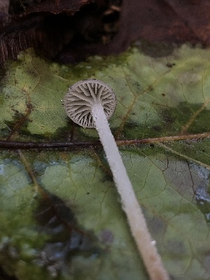  ( - HAY-F-002306)  @11 [ ] by-nc (2023) Dean Lyons Fungal Diversity Survey