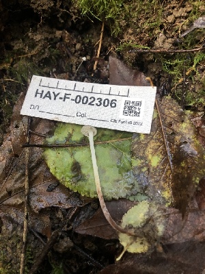  ( - HAY-F-002306)  @11 [ ] by-nc (2023) Dean Lyons Fungal Diversity Survey