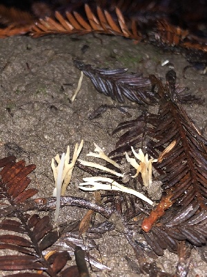  ( - HAY-F-002367)  @11 [ ] by-nc (2023) Dean Lyons Fungal Diversity Survey
