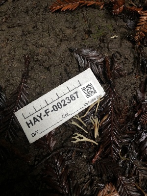  ( - HAY-F-002367)  @11 [ ] by-nc (2023) Dean Lyons Fungal Diversity Survey