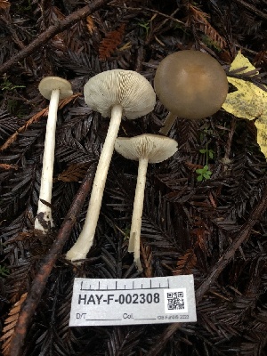  ( - HAY-F-002308)  @11 [ ] by-nc (2023) Dean Lyons Fungal Diversity Survey