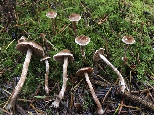  ( - HAY-F-002309)  @11 [ ] by-nc (2023) Dean Lyons Fungal Diversity Survey