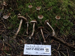  ( - HAY-F-002309)  @11 [ ] by-nc (2023) Dean Lyons Fungal Diversity Survey