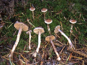  (Cortinarius sp. Harrower120a - HAY-F-002309)  @11 [ ] by-nc (2023) Dean Lyons Fungal Diversity Survey