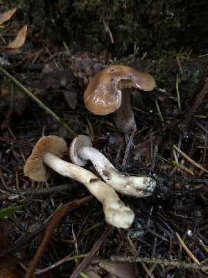  ( - HAY-F-002310)  @11 [ ] by-nc (2023) Dean Lyons Fungal Diversity Survey