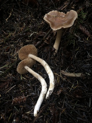  (Cortinarius pallidostriatus - HAY-F-002311)  @11 [ ] by-nc (2023) Dean Lyons Fungal Diversity Survey