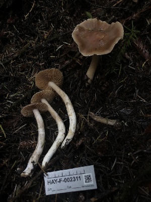  ( - HAY-F-002311)  @11 [ ] by-nc (2023) Dean Lyons Fungal Diversity Survey