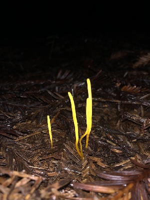  ( - HAY-F-002315)  @11 [ ] by-nc (2023) Dean Lyons Fungal Diversity Survey