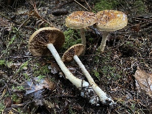  ( - HAY-F-007611)  @11 [ ] by-nc (2023) Damon Tighe Fungal Diversity Survey