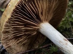  ( - HAY-F-007611)  @11 [ ] by-nc (2023) Damon Tighe Fungal Diversity Survey