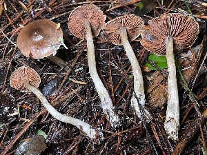  (Cortinarius sp. CA56 - HAY-F-007619)  @11 [ ] by-nc (2023) Damon Tighe Fungal Diversity Survey