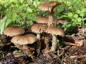  ( - HAY-F-007620)  @11 [ ] by-nc (2023) Damon Tighe Fungal Diversity Survey