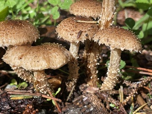  ( - HAY-F-007620)  @11 [ ] by-nc (2023) Damon Tighe Fungal Diversity Survey