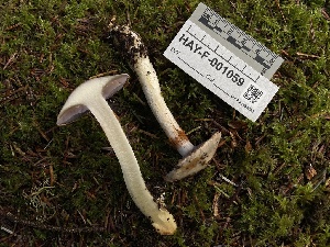  ( - HAY-F-001059)  @11 [ ] by-nc (2023) Christian Schwarz Fungal Diversity Survey