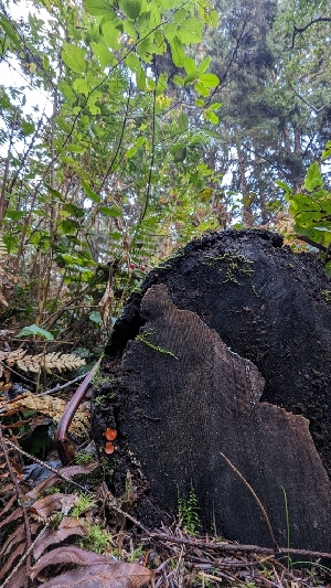  ( - HAY-F-001489)  @11 [ ] c (2023) Michelle C. Torres-Grant Fungal Diversity Survey