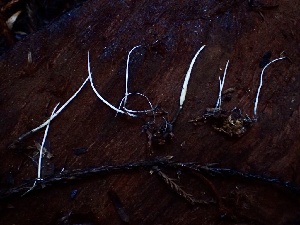  (Xylaria sp. CA03 - HAY-F-002320)  @11 [ ] by-nc (2023) Dean Lyons Fungal Diversity Survey
