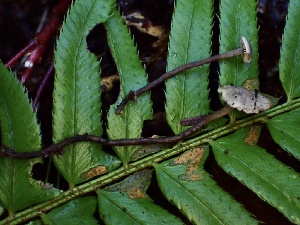  ( - HAY-F-002321)  @11 [ ] by-nc (2023) Dean Lyons Fungal Diversity Survey
