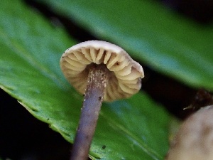  ( - HAY-F-002321)  @11 [ ] by-nc (2023) Dean Lyons Fungal Diversity Survey