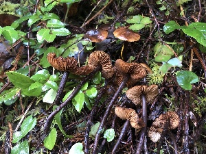  (Phaeocollybia attenuata - HAY-F-002322)  @11 [ ] by-nc (2023) Dean Lyons Fungal Diversity Survey