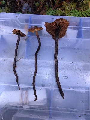  ( - HAY-F-002322)  @11 [ ] by-nc (2023) Dean Lyons Fungal Diversity Survey