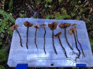  ( - HAY-F-002322)  @11 [ ] by-nc (2023) Dean Lyons Fungal Diversity Survey