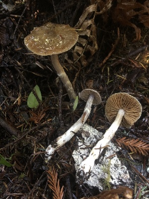  ( - HAY-F-002363)  @11 [ ] by-nc (2023) Dean Lyons Fungal Diversity Survey