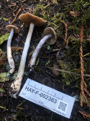  ( - HAY-F-002363)  @11 [ ] by-nc (2023) Dean Lyons Fungal Diversity Survey