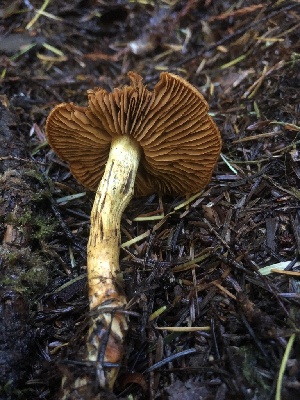 ( - HAY-F-002361)  @11 [ ] by-nc (2023) Dean Lyons Fungal Diversity Survey