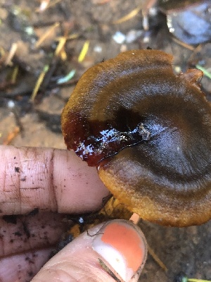  ( - HAY-F-002361)  @11 [ ] by-nc (2023) Dean Lyons Fungal Diversity Survey