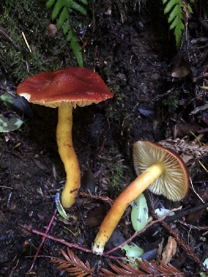  (Hygrocybe sp. punicea-CA01 - HAY-F-002359)  @11 [ ] by-nc (2023) Dean Lyons Fungal Diversity Survey