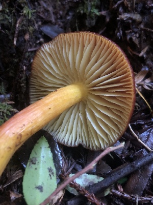  ( - HAY-F-002359)  @11 [ ] by-nc (2023) Dean Lyons Fungal Diversity Survey