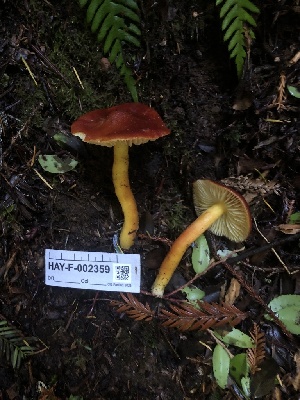  ( - HAY-F-002359)  @11 [ ] by-nc (2023) Dean Lyons Fungal Diversity Survey