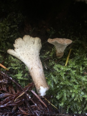  ( - HAY-F-002358)  @11 [ ] by-nc (2023) Dean Lyons Fungal Diversity Survey