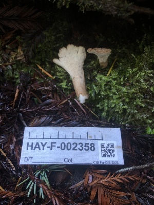  ( - HAY-F-002358)  @11 [ ] by-nc (2023) Dean Lyons Fungal Diversity Survey