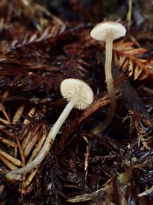  (Gamundia sp. PNW02 - HAY-F-002357)  @11 [ ] by-nc (2023) Dean Lyons Fungal Diversity Survey