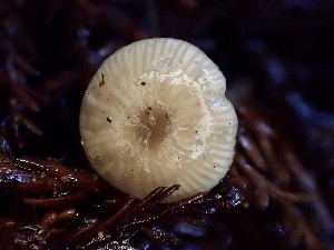  ( - HAY-F-002357)  @11 [ ] by-nc (2023) Dean Lyons Fungal Diversity Survey