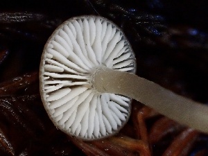  ( - HAY-F-002357)  @11 [ ] by-nc (2023) Dean Lyons Fungal Diversity Survey