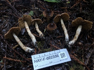 ( - HAY-F-002356)  @11 [ ] by-nc (2023) Dean Lyons Fungal Diversity Survey