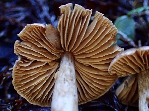  ( - HAY-F-002356)  @11 [ ] by-nc (2023) Dean Lyons Fungal Diversity Survey