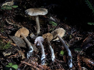  (Cortinarius anomalopacificus - HAY-F-002354)  @11 [ ] by-nc (2023) Dean Lyons Fungal Diversity Survey