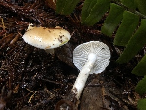  (Hygrophorus sp. CA06 - HAY-F-002353)  @11 [ ] by-nc (2023) Dean Lyons Fungal Diversity Survey