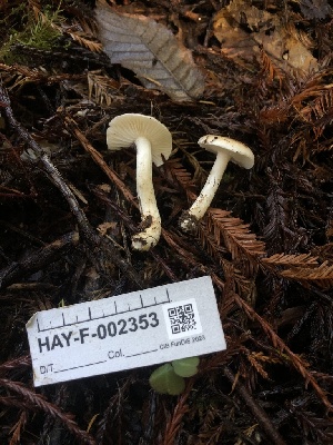  ( - HAY-F-002353)  @11 [ ] by-nc (2023) Dean Lyons Fungal Diversity Survey