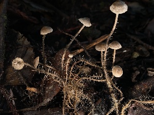  ( - HAY-F-007621)  @11 [ ] by-nc (2023) Damon Tighe Fungal Diversity Survey